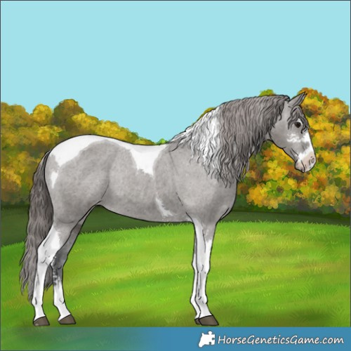 Horse Color:Grullo Sabino Tobiano Varnish Rabicano 