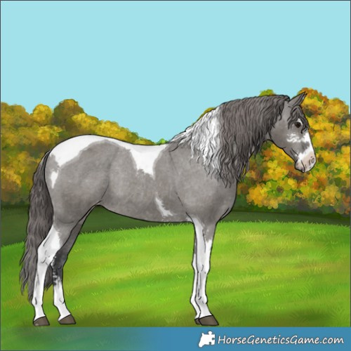 Horse Color:Grullo Sabino Tobiano Varnish Rabicano 