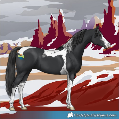 Horse Color:Black Sabino Tobiano 