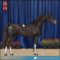 Horse Color:Liver Chestnut Sabino Tobiano 