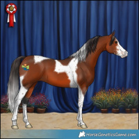 Horse Color:Bay Sabino Tobiano