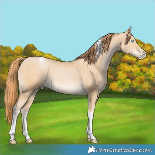 Horse Color:White Spotted Buckskin Pearl Tobiano 