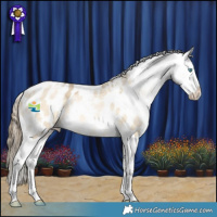 Horse Color:White Spotted Buckskin Snowdrop Dun Appaloosa