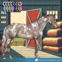 Horse Color:White Spotted Silver Black Appaloosa Rabicano 