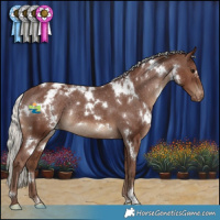 Horse Color:White Spotted Silver Black Appaloosa Rabicano 