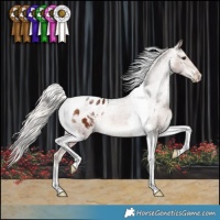 Horse Color:Silver Brown Tobiano Appaloosa 