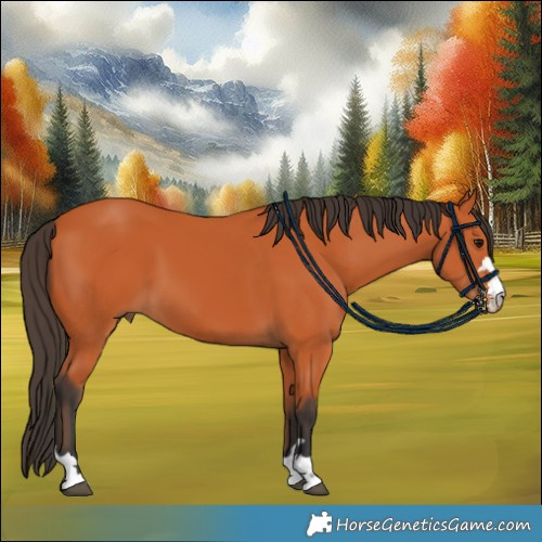 Horse Color:Bay 
