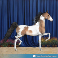Horse Color:Brown Dun Sabino Tobiano