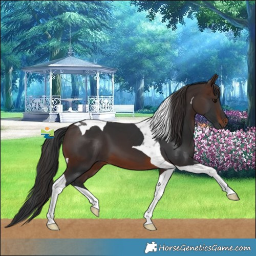 Horse Color:Brown Tobiano 