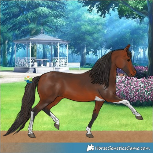Horse Color:Bay Tobiano 