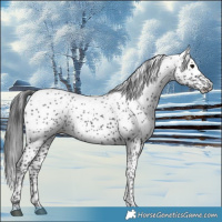 Horse Color:White Spotted Black