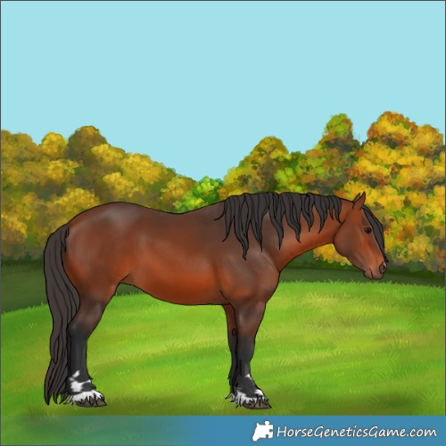 Horse Color:Bay 