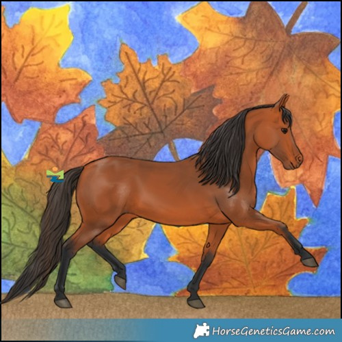 Horse Color:Bay 