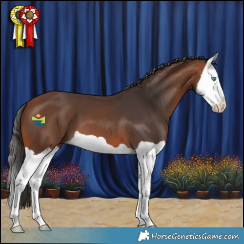 Horse Color:Bay Splash 