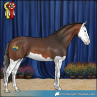 Horse Color:Bay Splash 