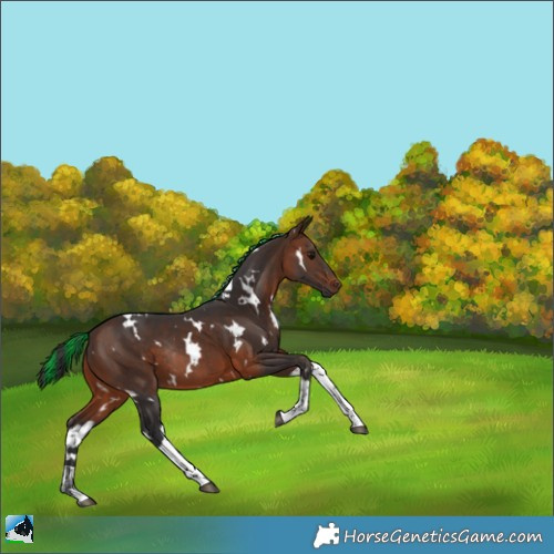 Horse Color:Painted White Spotted Brown Tobiano Rabicano 