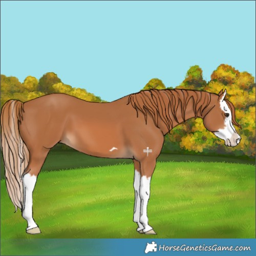 Horse Color:Chestnut Splash 