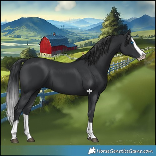 Horse Color:Black Splash