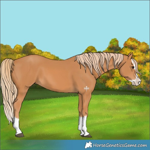 Horse Color:Chestnut Splash 