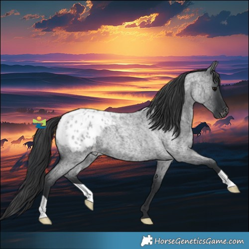 Horse Color:Blue Roan Appaloosa 