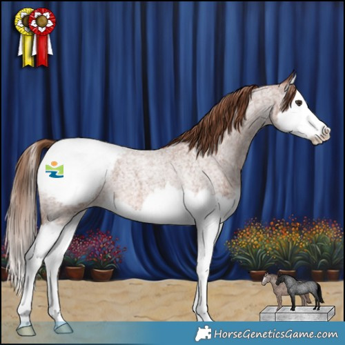 Horse Color:Red Roan Splash Appaloosa 
