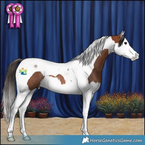 Horse Color:Bay Splash Tobiano Rabicano 