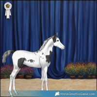 Horse Color:Black Splash Tobiano Rabicano 