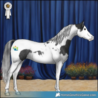 Horse Color:Black Splash Tobiano Rabicano 