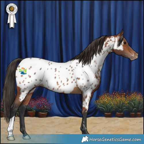 Horse Color:Bay Appaloosa 