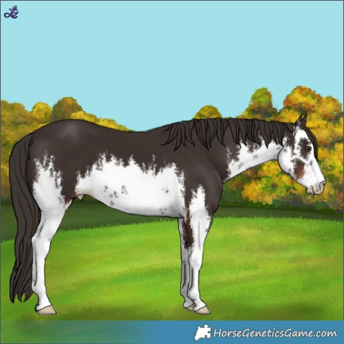 Horse Color:White Spotted Liver Chestnut 