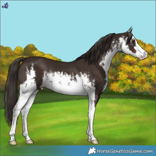 Horse Color:White Spotted Liver Chestnut 
