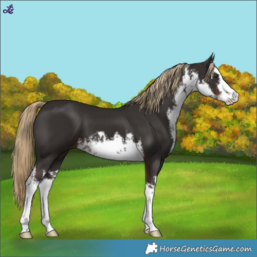 Horse Color:White Spotted Liver Chestnut 