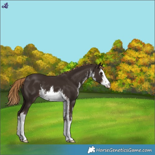 Horse Color:White Spotted Liver Chestnut 