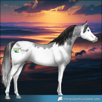 Horse Color:Gray Blue Roan Splash Appaloosa 