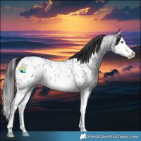Horse Color:Blue Roan Splash Appaloosa 