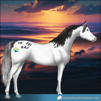 Horse Color:Gray Black Splash Appaloosa Rabicano 