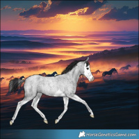 Horse Color:Blue Roan Splash Rabicano 