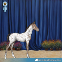 Horse Color:Classic Champagne Appaloosa