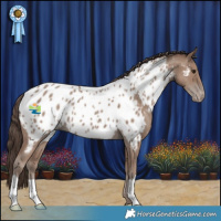 Horse Color:Classic Champagne Appaloosa 