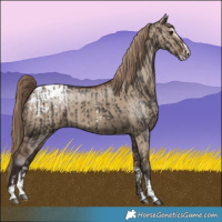 Horse Color:Liver Chestnut Sabino Splash Appaloosa  and Liver Red Dun Sabino Splash Appaloosa 