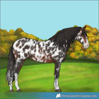 Horse Color:Brown Sabino Splash Near Leopard and Brown Sabino Splash Near Leopard