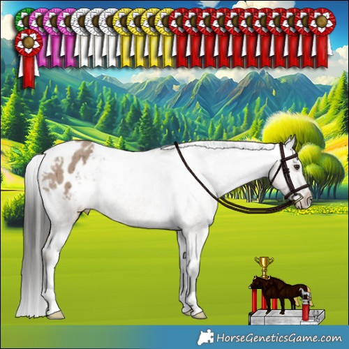 Horse Color:Liver Red Dun Appaloosa Brindle 