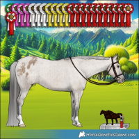 Horse Color:Liver Red Dun Appaloosa Brindle 