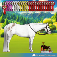 Horse Color:Liver Red Dun Appaloosa Brindle 