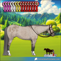 Horse Color:Liver Red Dun Appaloosa Brindle 