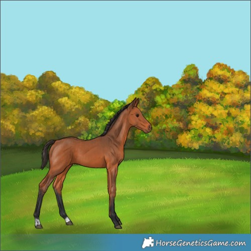 Horse Color:Bay  and Bay 