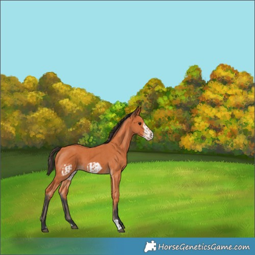 Horse Color:Bay  and Bay Frame 