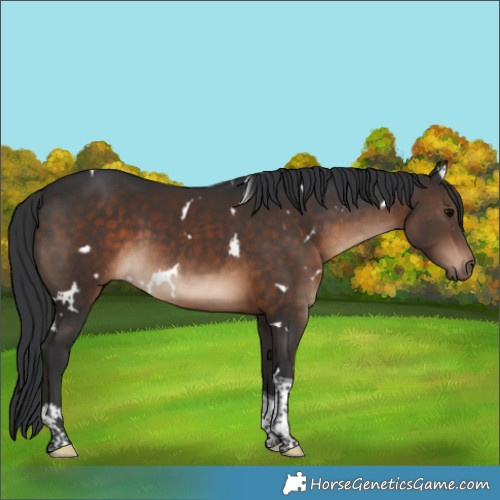 Horse Color:White Spotted Brown Tobiano