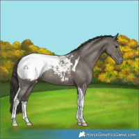 Horse Color:Grullo Tobiano Appaloosa Rabicano