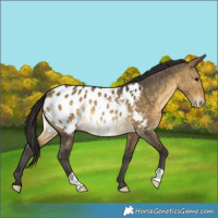 Horse Color:Buckskin Dun Appaloosa Rabicano